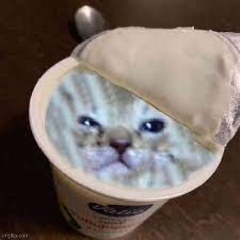 imgur funny dump|cat with yogurt on face.